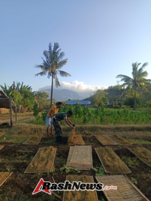 Wujud Kepedulian, Babinsa Riwo Bantu Jemur Tembakau Sambil Edukasi Kamtibmas