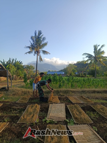 Wujud Kepedulian, Babinsa Riwo Bantu Jemur Tembakau Sambil Edukasi Kamtibmas