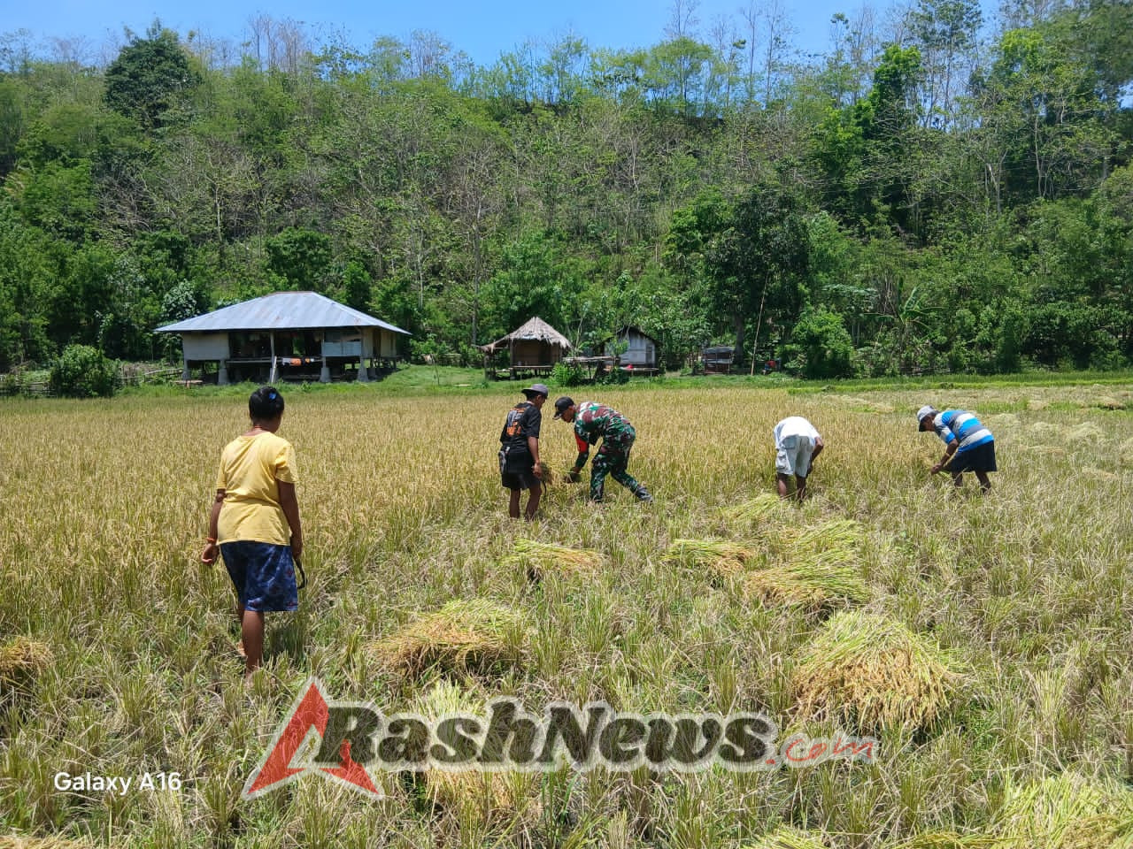 Babinsa Koramil 1601-04/Tabundung Dampingi Petani Saat Panen di Praingkareha