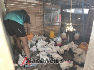 Peduli Perbatasan, Satgas Pamtas Yonarhanud 2 Kostrad Adakan Ternak Ayam
