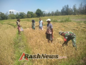 Dukung Program Swasembada Pangan, Babinsa Bantu Petani Panen Padi