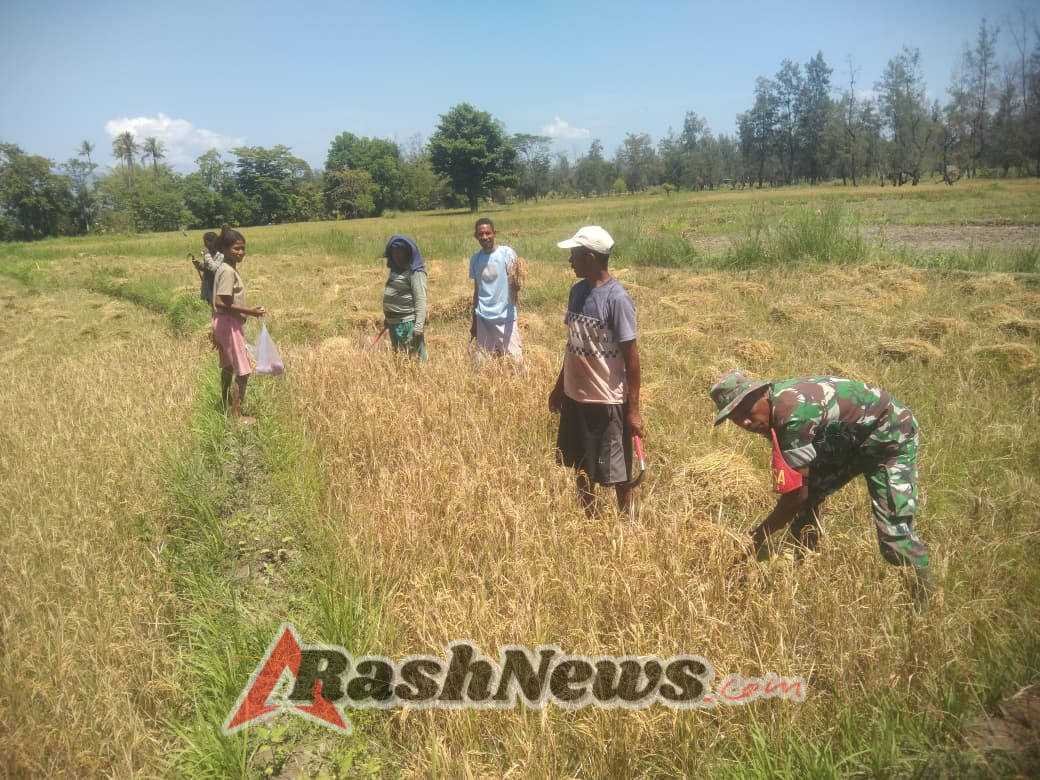 Dukung Program Swasembada Pangan, Babinsa Bantu Petani Panen Padi