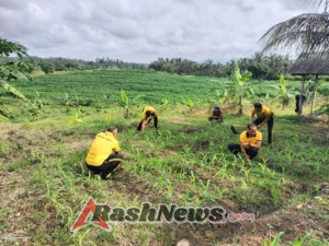 Polri Kuatkan Pangan 2025, Kapolsek Selemadeg pimpinan perawatan Jagung