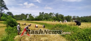 Babinsa Kodim 1613/Sumba Barat Bantu Warga Saat Panen Raya