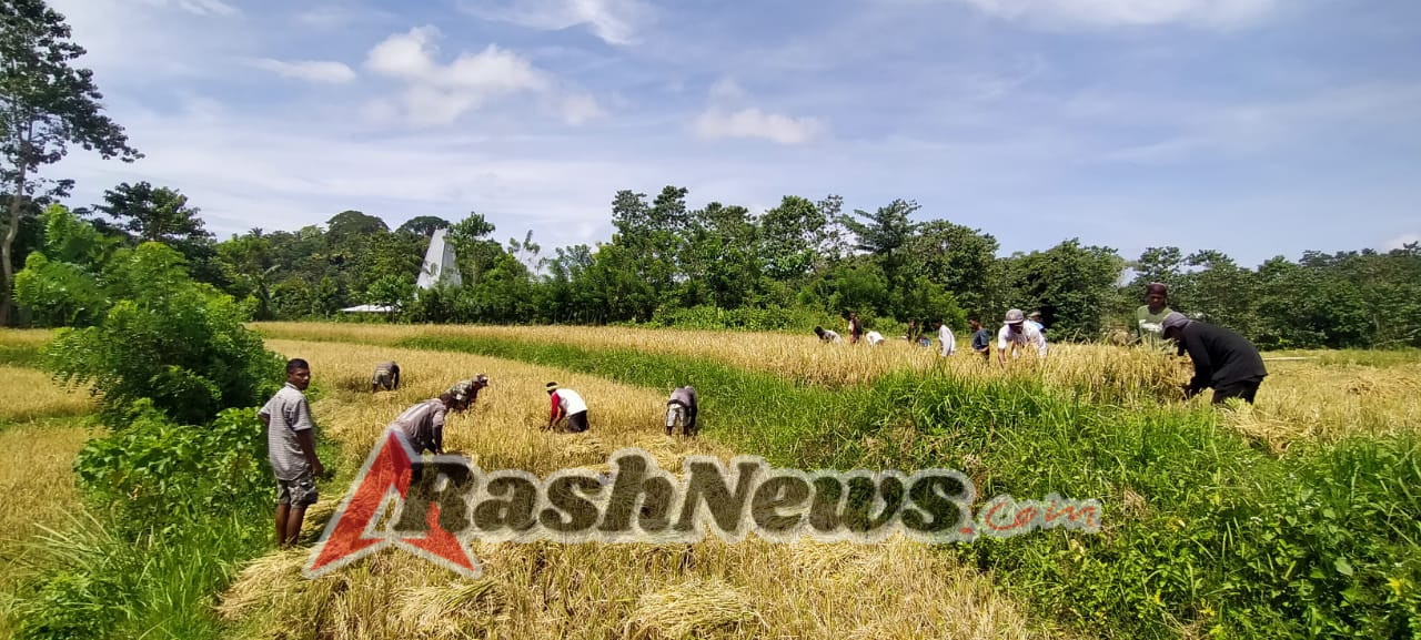 Babinsa Kodim 1613/Sumba Barat Bantu Warga Saat Panen Raya