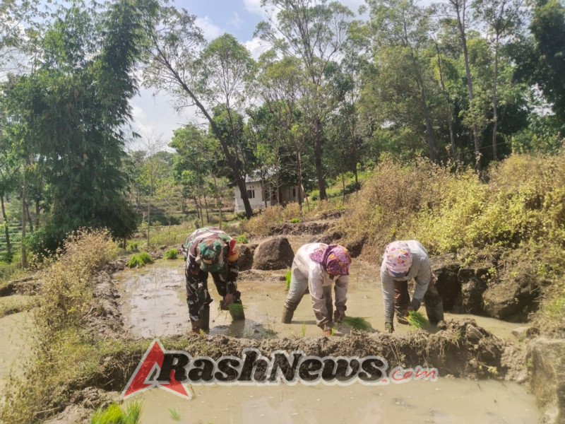 Gotong Royong untuk Kemandirian Pangan, Babinsa Dampingi Penanaman Padi di Leweng
