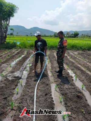 Bersimbah Keringat, Babinsa Koramil 1612-02/Reok Tunjukkan Bukti Nyata Manunggal TNI dan Petani