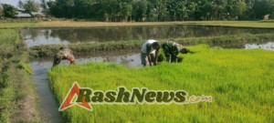 Sinergi TNI dan Petani: Babinsa Kambera Turun ke Sawah Dukung Swasembada Pangan