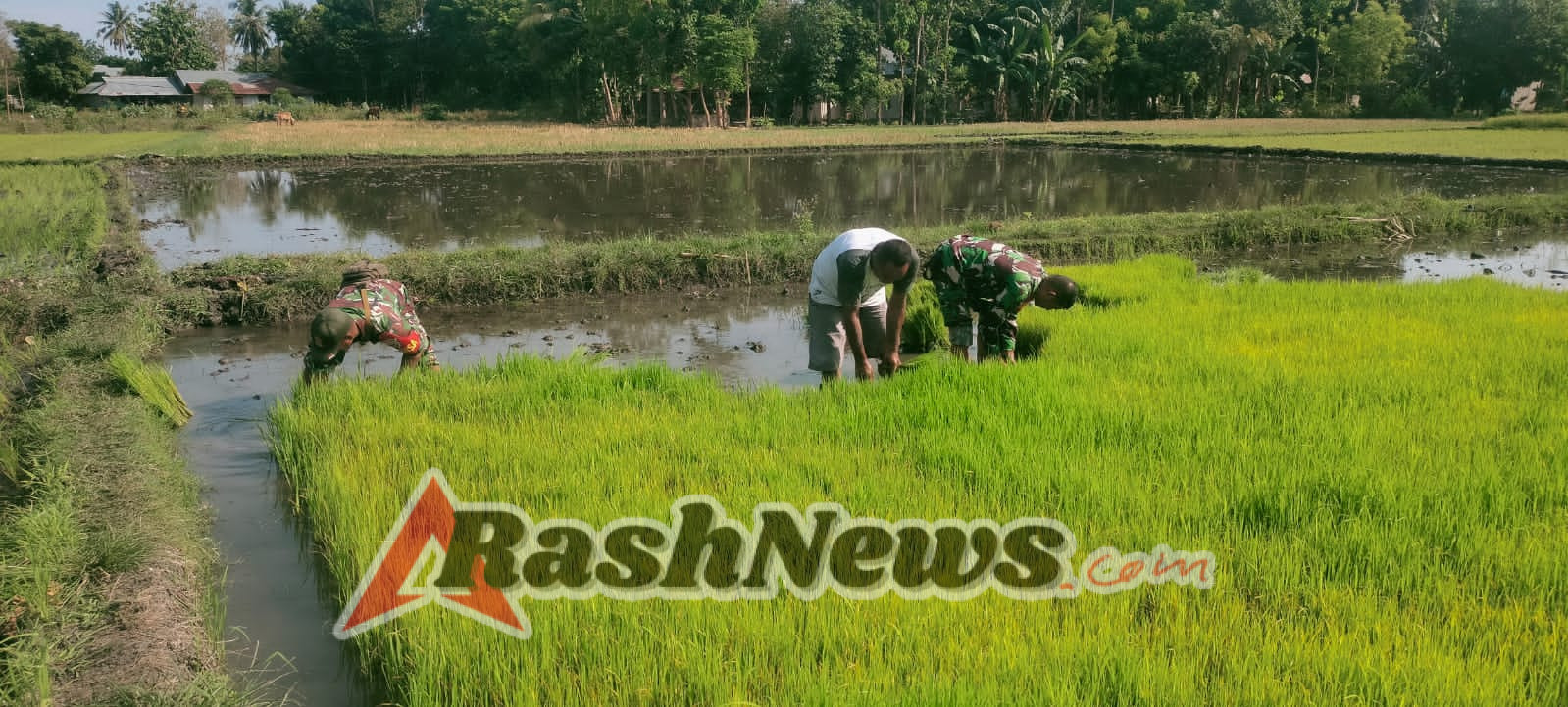 Sinergi TNI dan Petani: Babinsa Kambera Turun ke Sawah Dukung Swasembada Pangan