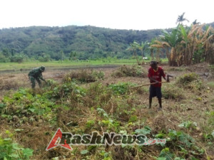 Kolaborasi Babinsa dan Poktan Gotong Royong Dukung Produktivitas Pertanian