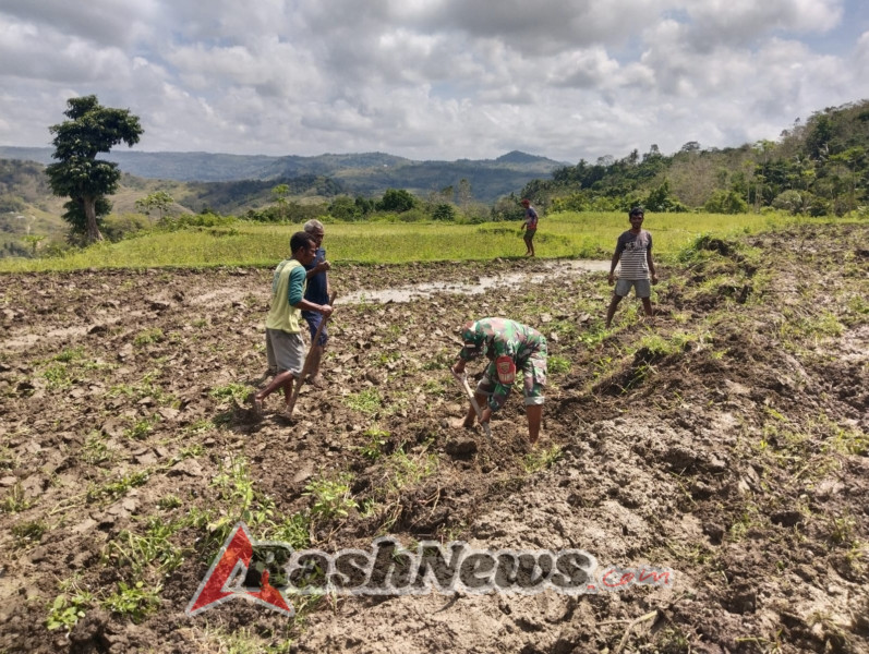 Tingkatkan Ketahanan Pangan, Babinsa Walakaka Bersama Petani Olah Sawah di Desa Kabukarudi