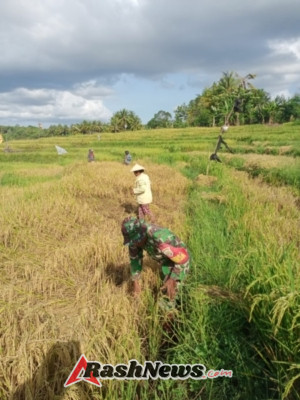 Babinsa Lekona Turun Langsung ke Sawah, Dukung Ketahanan Pangan di Wilayah Binaan