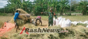 Wujud Kepedulian TNI, Babinsa Sertu Darusman Dampingi Petani Saat Panen Raya