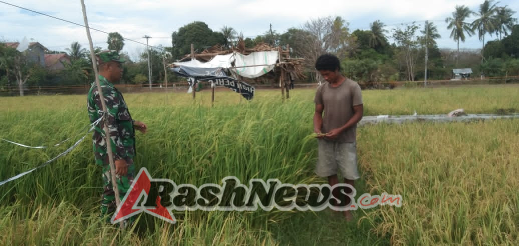 Wujud Kepedulian TNI, Babinsa Sertu Darusman Dampingi Petani Saat Panen Raya