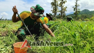 Satgas Pamtas RI-RDTL Yonarmed 12 Kostrad Pos Fatubesi Atas Bantu Warga Perbatasan Panen Kacang