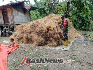 TNI Bersama Masyarakat Desa Aewora Tingkatkan Produksi Pertanian dan Keamanan Wilayah