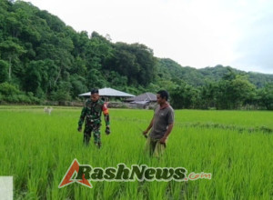 Dukung Ketahanan Pangan, Babinsa Pratu Denis Nderu Peta Turun ke Sawah di Tabundung