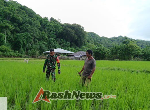 Dukung Ketahanan Pangan, Babinsa Pratu Denis Nderu Peta Turun ke Sawah di Tabundung