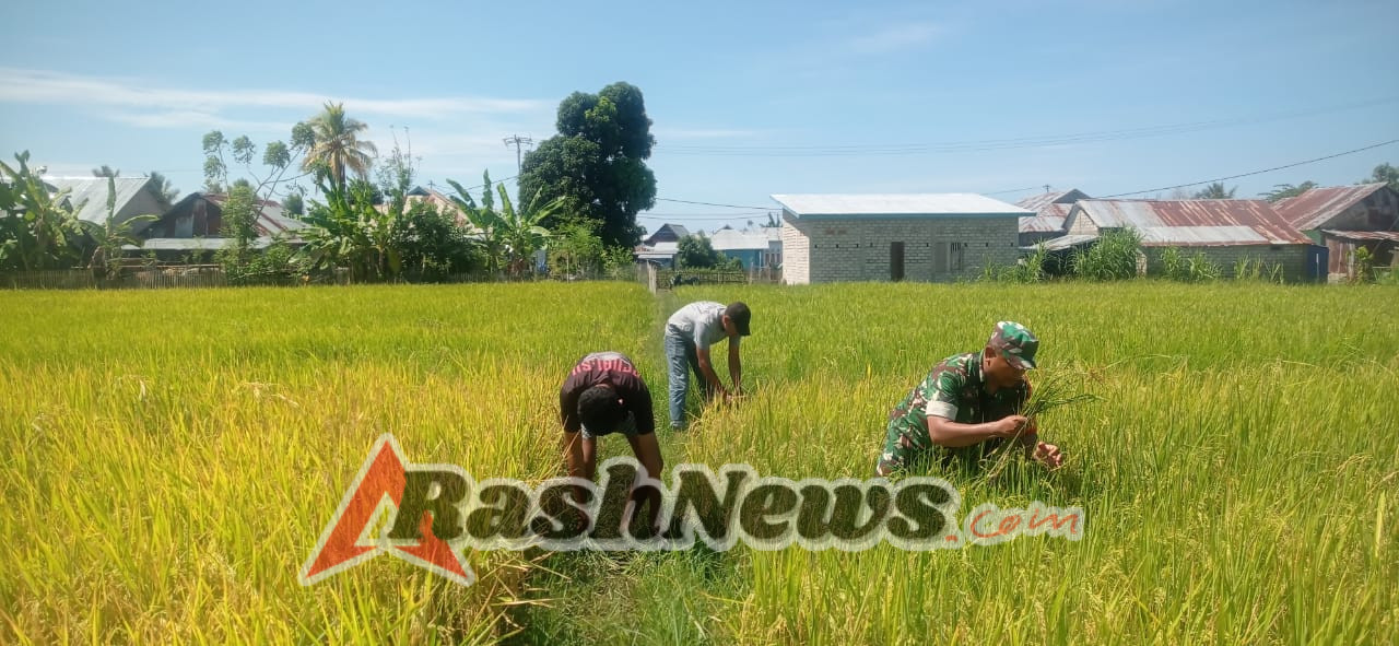TNI Peduli Pertanian: Babinsa Koramil 1612-04/Elar Dampingi Warga Tingkatkan Hasil Panen Padi