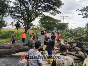 Aksi Cepat Babinsa Kuripan dan BPBD Tangani Pohon Tumbang di Tengah Hujan Deras