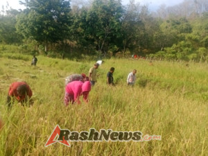 Sinergi TNI dan Petani: Babinsa Karera Beri Motivasi di Tengah Panen