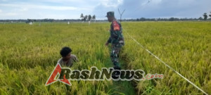 Babinsa Rindi Umalulu Dorong Petani Maksimalkan Hasil Panen Padi