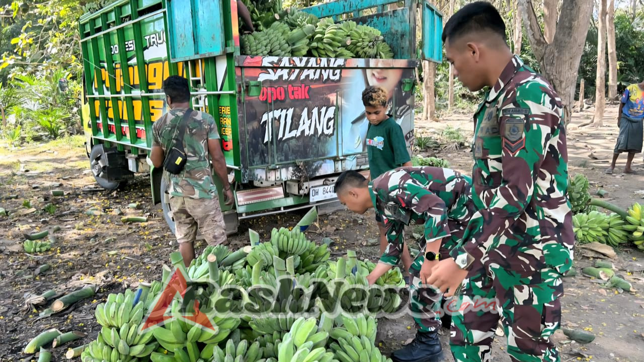 Dekat dengan Rakyat, Satgas Yonarmed 12 Kostrad Gotong Royong Panen Pisang di Malaka