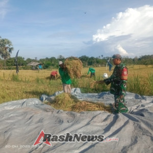 Panen Raya Ciherang di Subak Rete Gerokgak: Babinsa Gerokgak Jamin Ketahanan Pangan Mandiri Petani