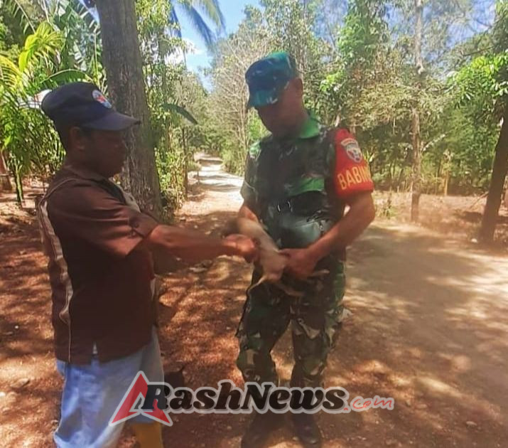 Koramil 1618-02/Miobar dan Peternakan Miobar Sinergi Cegah Rabies di Desa Fatutasu