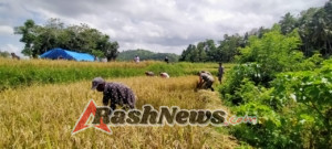 Babinsa Koramil 01/Loli Panen Padi Bersama Warga di Desa Ubu Raya