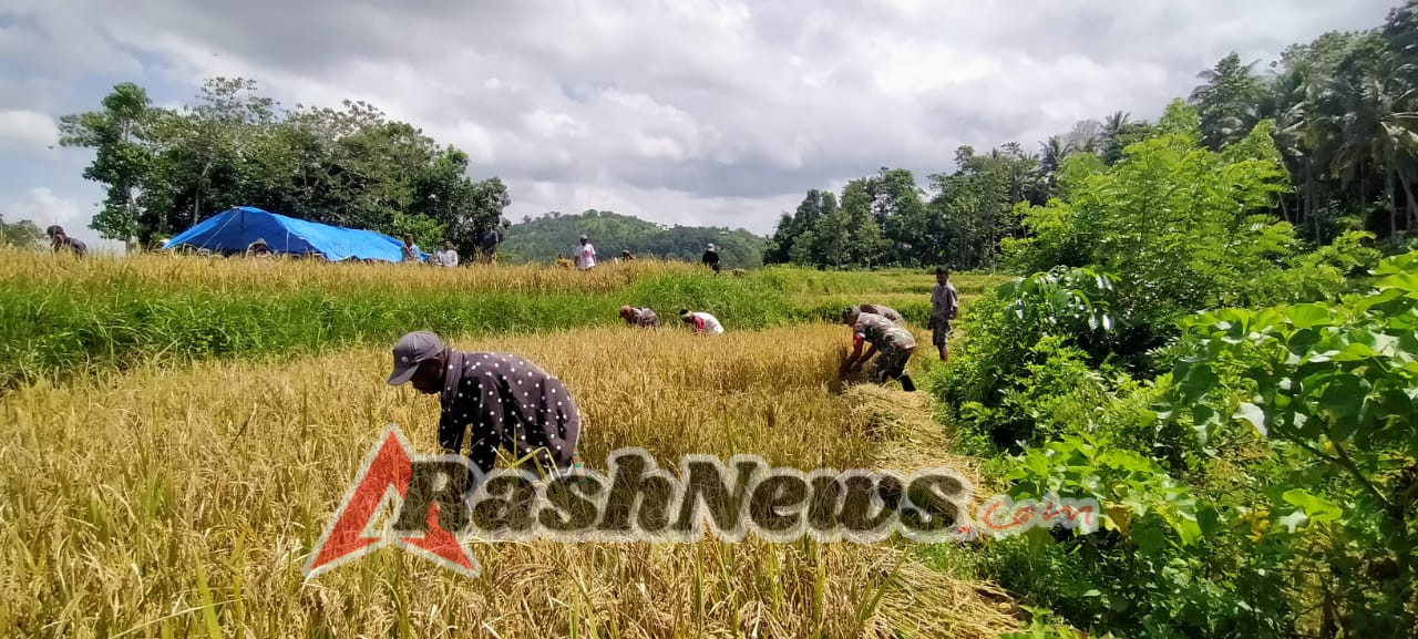 Babinsa Koramil 01/Loli Panen Padi Bersama Warga di Desa Ubu Raya