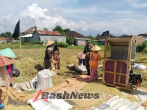 ‎Babinsa Koramil 1615-02/Pringgabaya Beri Pendampingan Petani Desa Batuyang Saat Panen