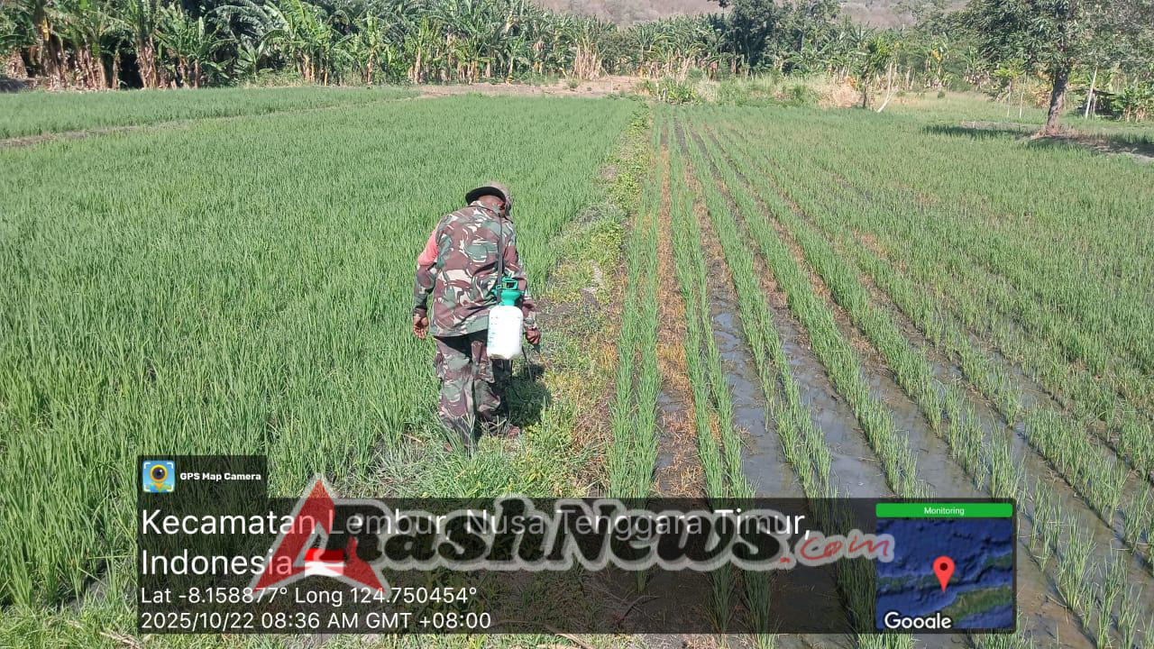 Babinsa Kodim 1622/Alor Aktif Bantu Petani Rawat Lahan di Kecamatan Lembur