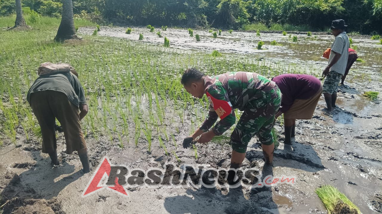 Wujud Kepedulian TNI, Babinsa Koramil 1603/02 Dampingi Petani Tanam Padi