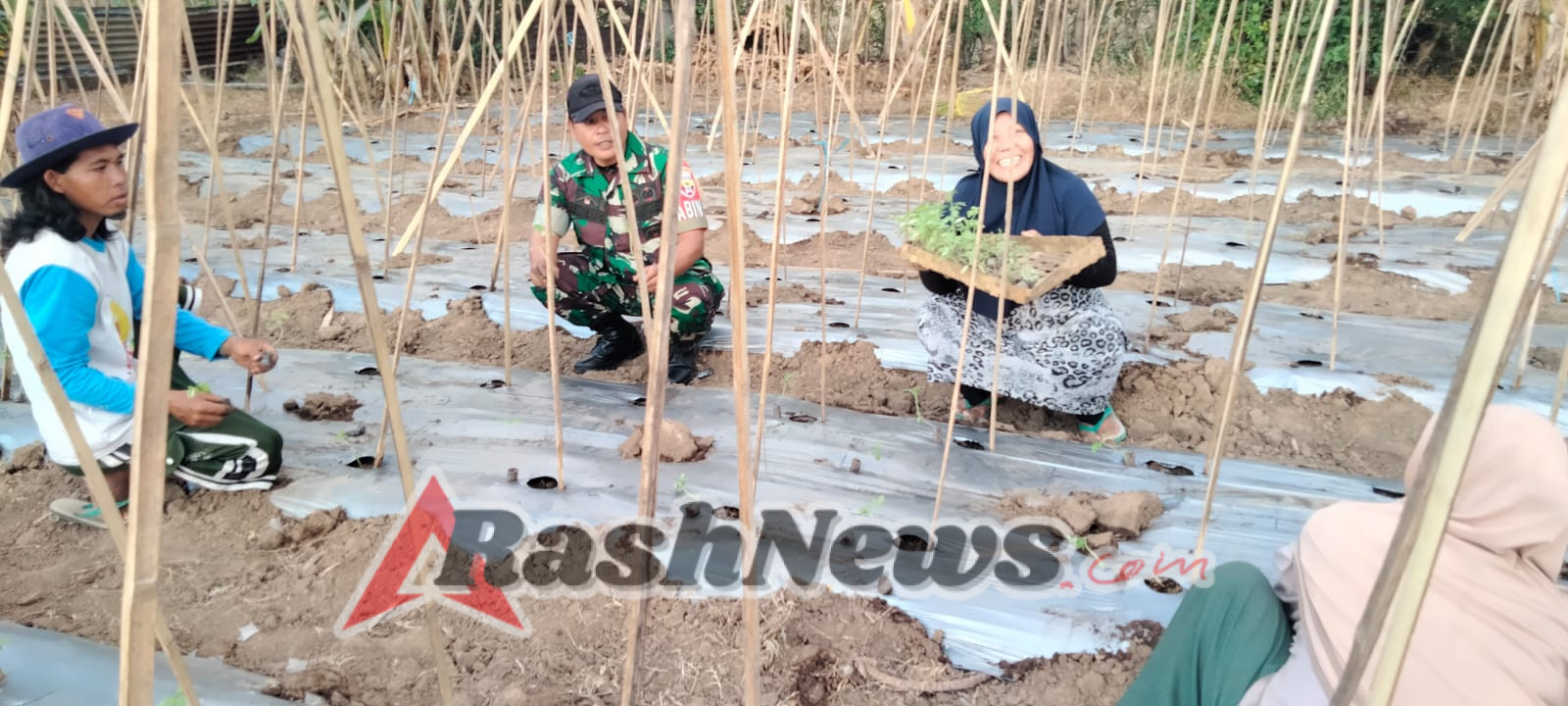 Turun ke Sawah, Babinsa Desa Kokarlian Ajak Warga Tanam Hortikultura Bersama