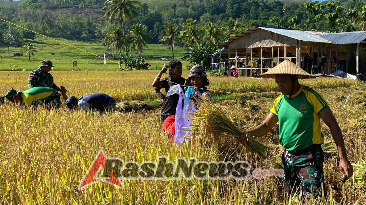 Wujud Kemanunggalan TNI dan Rakyat, Pos Maubusa Turun ke Sawah Bantu Panen Padi