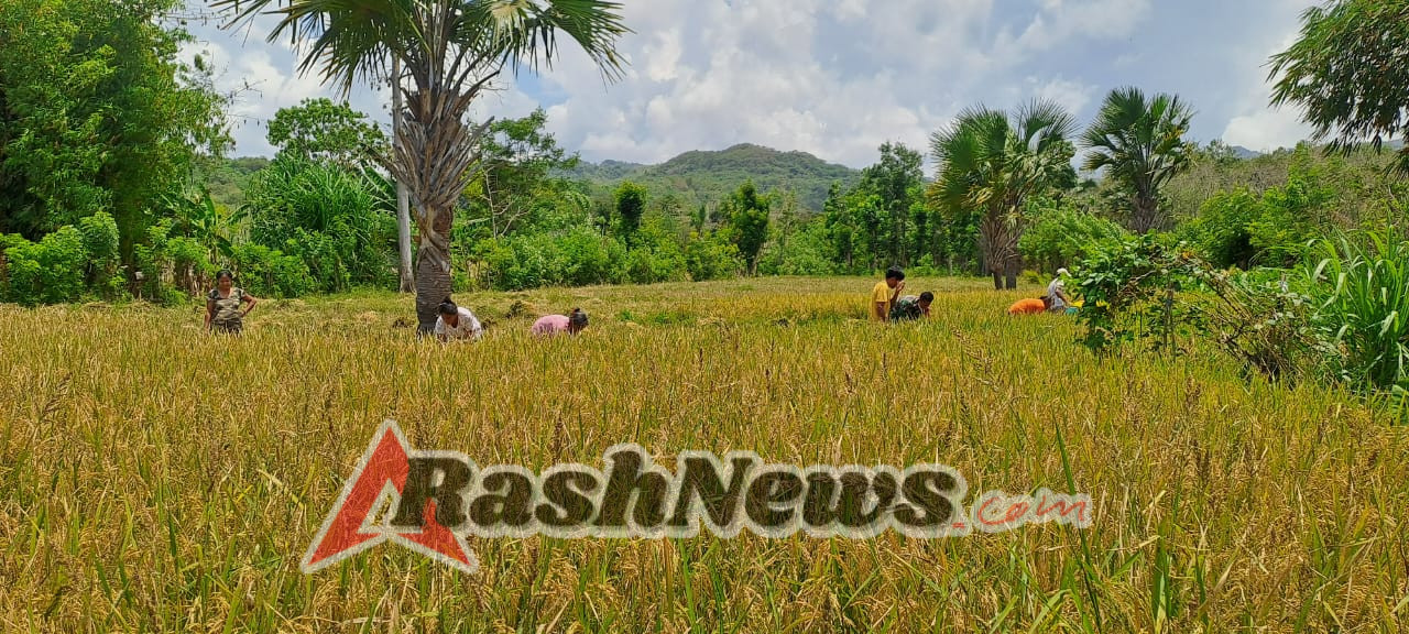 Sinergi TNI dan Petani, Babinsa Karera Wujudkan Ketahanan Pangan Lewat Panen Padi