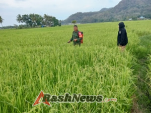 TNI-AD Hadir di Tengah Petani, Penyemprotan Pestisida dan Komsos Berjalan Lancar di Watumamba
