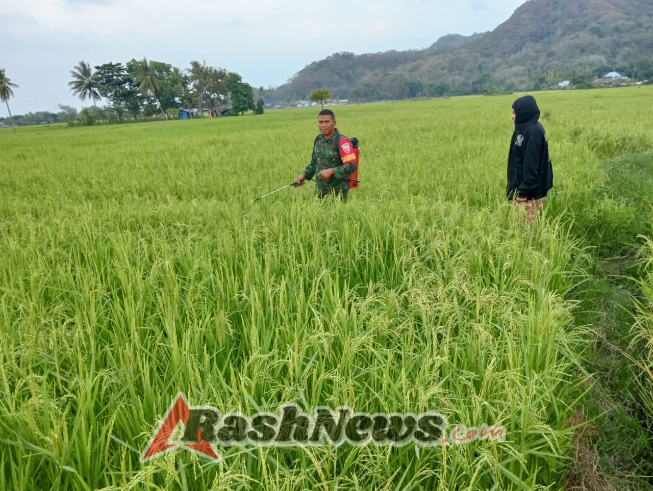 TNI-AD Hadir di Tengah Petani, Penyemprotan Pestisida dan Komsos Berjalan Lancar di Watumamba