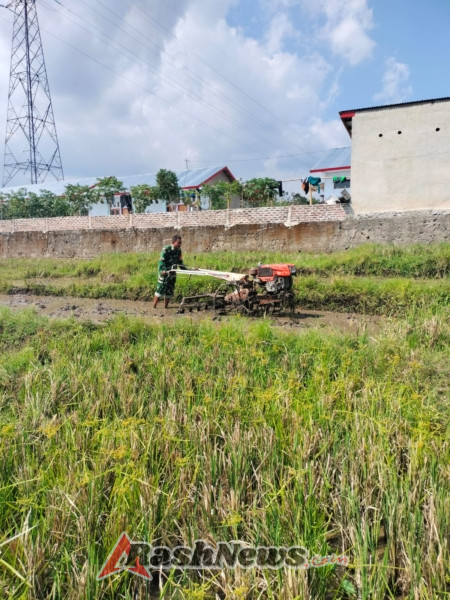 Babinsa Lembor Ikut ‘Bertani’, Serda Stein Apena Turun ke Sawah, Pacu Semangat Petani Bajak Lahan