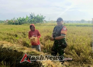 Dukungan Babinsa untuk Petani Panen Raya di Lahan Subak Lungatad Berjalan Lancar
