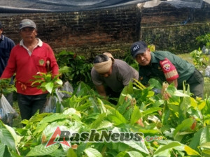 Babinsa Yehembang Kauh Dampingi Penyerahan 7.000 Bibit Kakao untuk Perkuat Ketahanan Pangan Desa