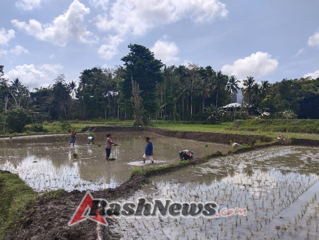 Gotong Royong Babinsa dan Warga di Sawah Kabukarudi Perkuat Ketahanan Pangan