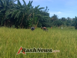 Babinsa dan Warga Desa Aimoli Bersama-Sama Cabut Rumput Liar di Lahan Pertanian
