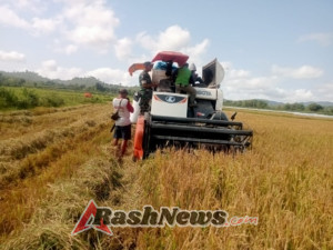 Dukung Ketahanan Pangan, Babinsa Parado Turun Langsung Bantu Panen Padi