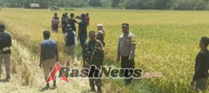 Panen Perdana Family Lifubatu Bukti Semangat Petani Babau