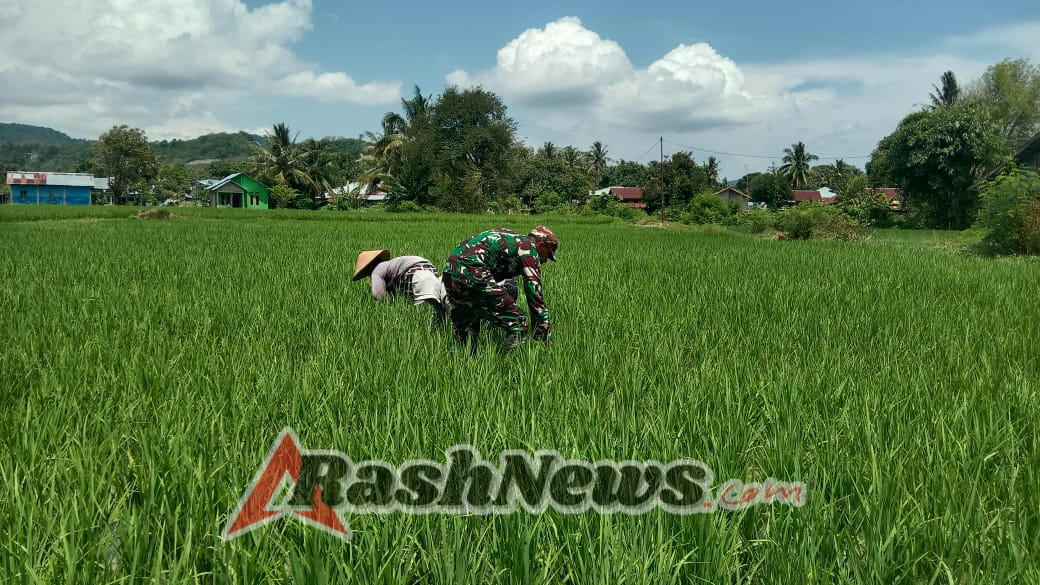 Tak Hanya Jaga Keamanan, Babinsa Koramil 1612-04/Elar Jadi Motor Semangat Petani Desa