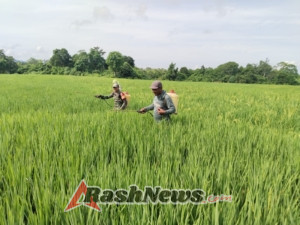 TNI dan Petani Bersat,: Babinsa Lembor Dukung Ketahanan Pangan Melalui Penyemprotan Padi