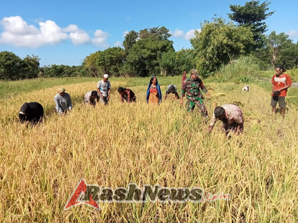 Babinsa dan Petani Bersinergi Tingkatkan Produksi Padi di Karera
