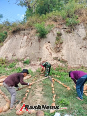 Babinsa Andalan Bersama Mahasiswa Undikma Tanam Harapan di Desa Andalan